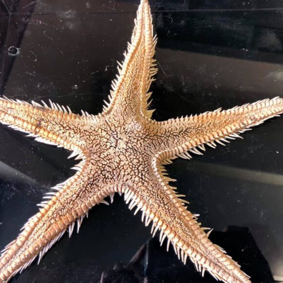 245203142_435821554542208_9108172108879072100_n LABORATORIO AMBIENTALE