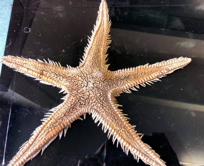 245203142_435821554542208_9108172108879072100_n LABORATORIO AMBIENTALE